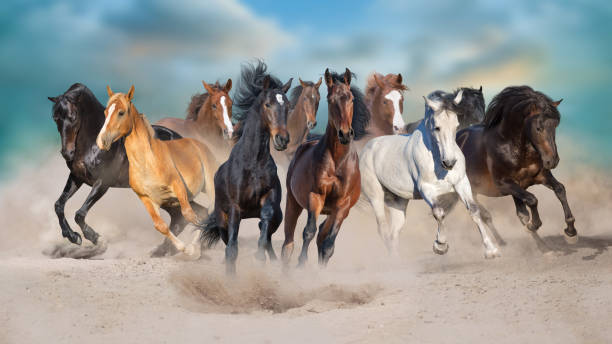 istock Horse herd run in dust 1360381831