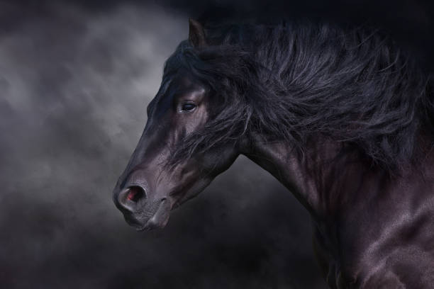 istock Black horse with long mane 1360381833