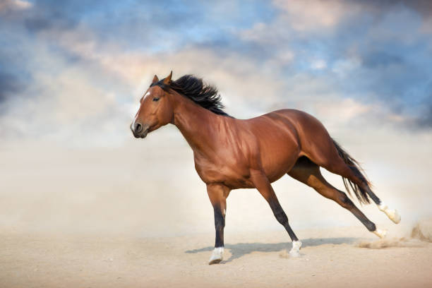 istock Horse in desert 1360381840