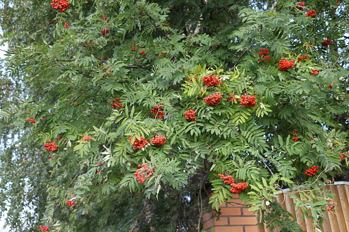 Bunches of mountain ash on a tree in the sun