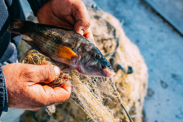 Fisherman Extracts Fish From the Net