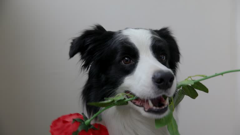 167 Happy Valentines Day Dog Stock Videos and Royalty-Free Footage - iStock 167 Happy Valentines Day Dog Stock Videos and Royalty-Free Footage - iStock
