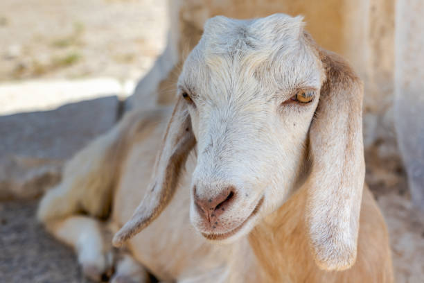 istock White goat looking to the camera sitting. Cute goat face portrait 1360384711