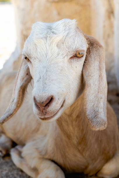 istock White goat looking to the camera sitting. Cute goat face portrait 1360384721