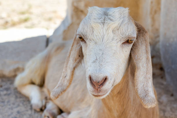 istock White goat looking to the camera sitting. Cute goat face portrait 1360384722