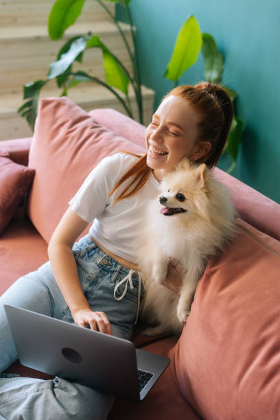 vertikale aufnahme einer fröhlichen jungen frau mit laptop, die auf einem bequemen sofa sitzt und niedlichen kleinen weißen spitz-hund in der wohnung kuschelt. - spitz type dog fotos stock-fotos und bilder