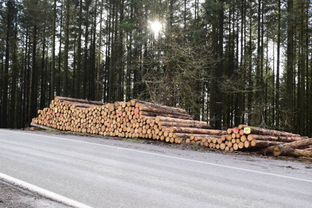 istock huge loads of timber waiting for the trucks 1360385840