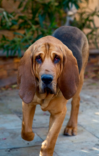 Bloodhound runs towards photographer