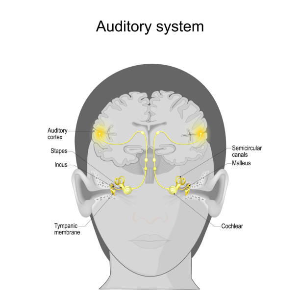 ilustrações de stock, clip art, desenhos animados e ícones de auditory system. sensory system. human ear anatomy - eustachian tube