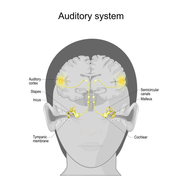 слуховая система. сенсорная система. анатомия человеческого уха - eustachian tube stock illustrations