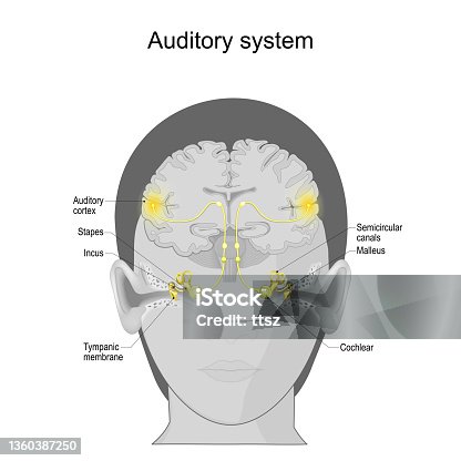 Auditory Cortex Inmi Auditory Cortex Mri