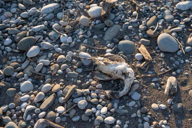 Pato Muertos En La Playa - Banco de fotos e imágenes de stock - iStock Pato Muertos En La Playa - Banco de fotos e imágenes de stock - iStock