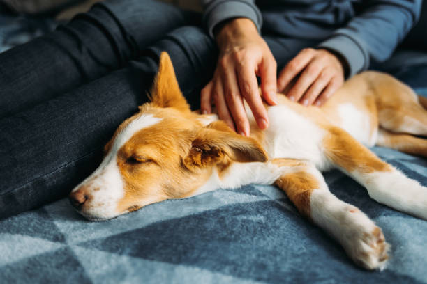 istock Adorable puppy lying on the blue blanket with owner. 1360388247