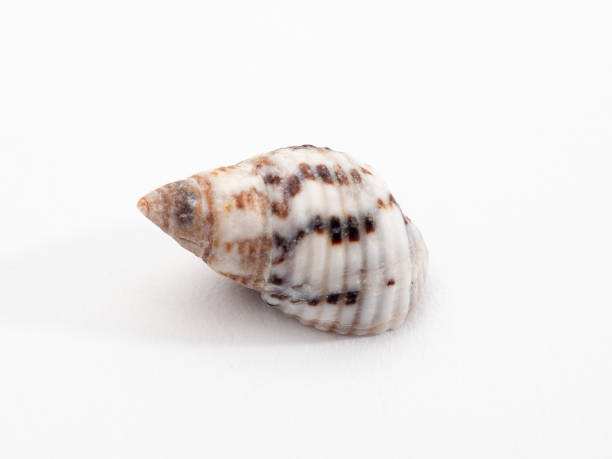 istock seashell sea on a white background. Seashell isolated on white background 1360389079