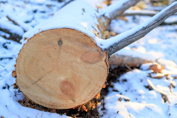 butt of a sawn tree in the snow. felled pine tree in winter