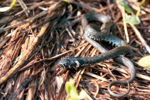 istock one young snake lies on the ground 1360389250