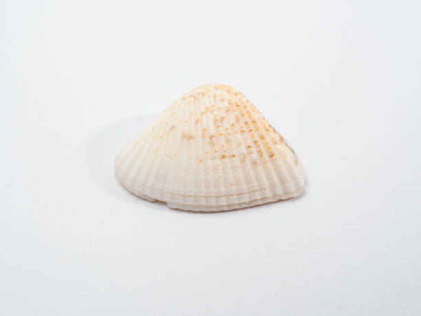 istock seashell sea on a white background. Seashell isolated on white background 1360389438