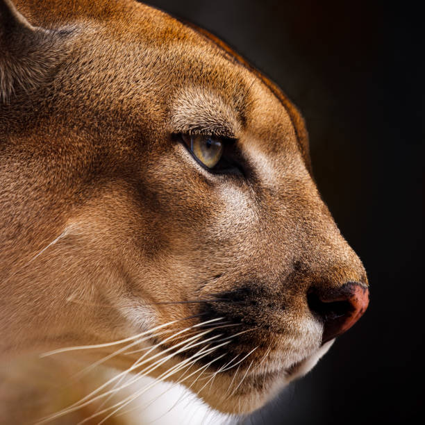 A portrait of a cougar stock photo