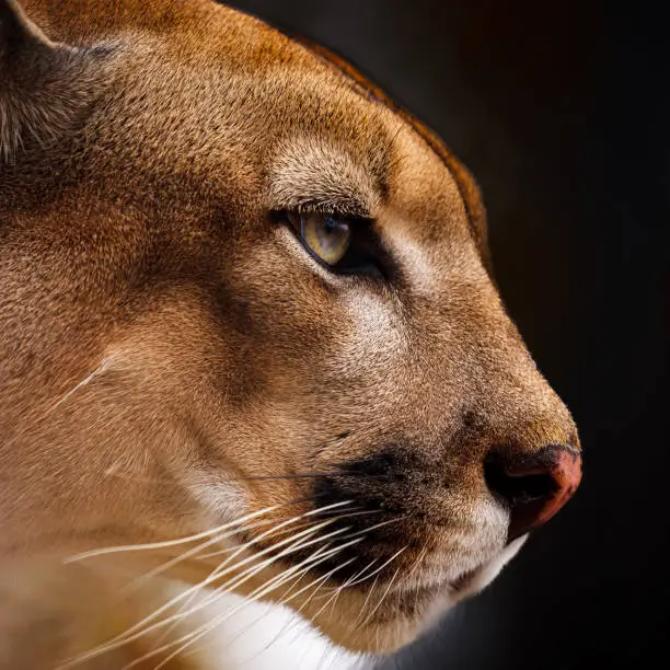 Photo of A portrait of a cougar