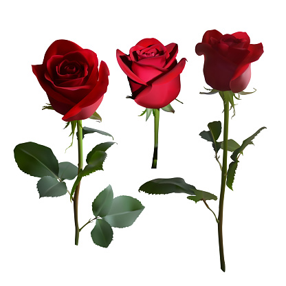 Five red roses on a long stem with green leaves in different angles on a white background. Vector illustration.