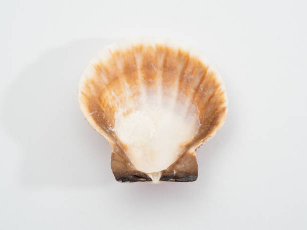 istock Scallop shell close up on white 1360390303
