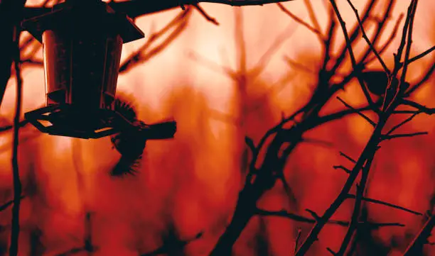 Photo of Silhouette of lantern bird feeder at red dusk at sunset in the branches of an apple tree.