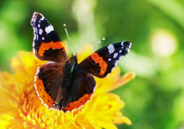 istock butterfly  sitting on a flower 1360390645