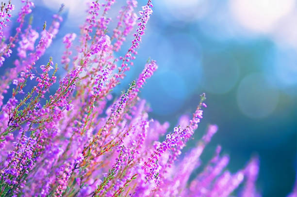 istock Blooming wild fairy blue common heather 1360390720