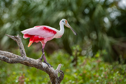 Roseate Spoonbill, Platalea ajaja, Ajaia ajaja,  Audubon Alafia Bank Bird Sanctuary; Bird Island; Hillsborough Bay; Tampa Bay; Florida. Perched.