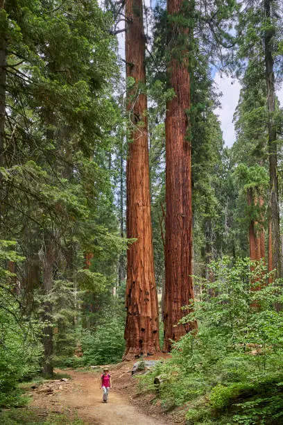 Photo of Female hiker in Sequoia National Park, California, USA.