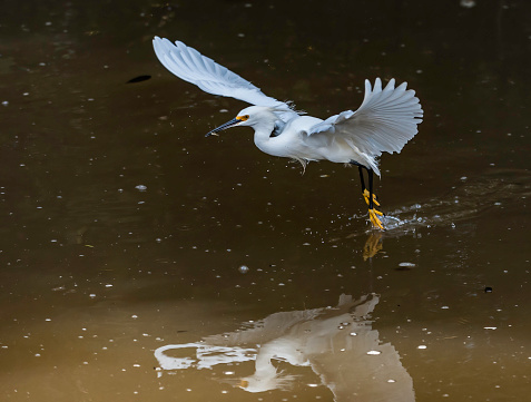 Snowy Egret, egretta thula, Feeding; Ding Darling National Wildife Refuge, Sanibel Island, Florida. Flying to feed on small fish in the water.
