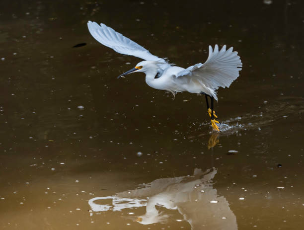 Snowy Egret, egretta thula, Feeding; Ding Darling National Wildife Refuge, Sanibel Island, Florida. Flying to feed on small fish in the water. Snowy Egret, egretta thula, Feeding; Ding Darling National Wildife Refuge, Sanibel Island, Florida. Flying to feed on small fish in the water. ding darling national wildlife refuge stock pictures, royalty-free photos & images