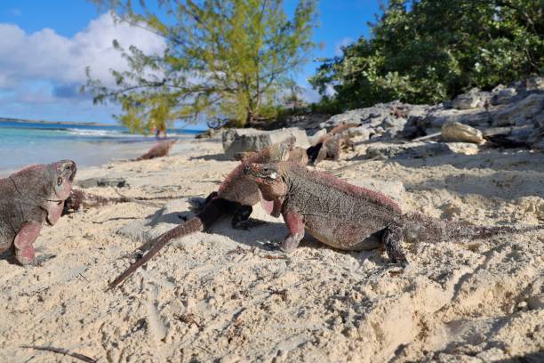 istock Big wild iguana in Allen's Cay(Great Exuma), Bahamas 1360391544