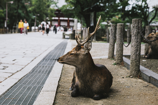 Deer relaxing free in nature in Nara, Japan