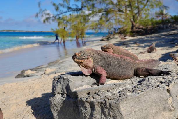 istock Big wild iguana in Allen's Cay(Great Exuma), Bahamas 1360391610
