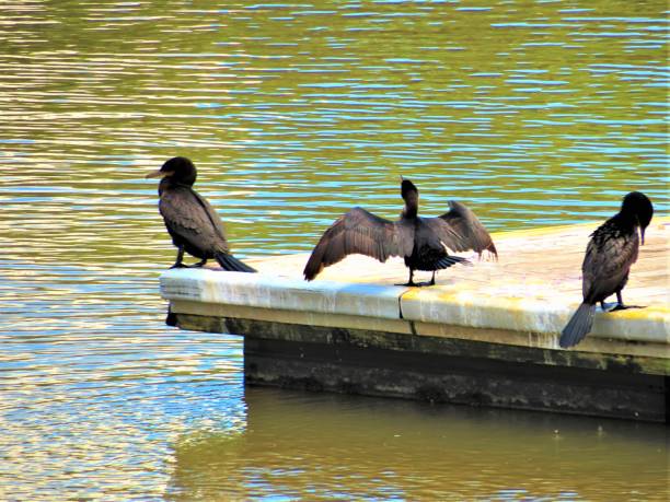istock Great cormorant, Phalacrocoax carbo, American birds. 1360393004