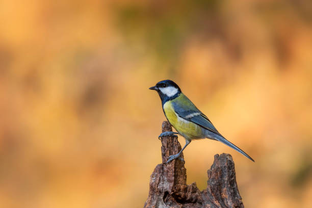 istock Small songbird. Nature background. Bird: Great Tit. Parus major. 1360393024