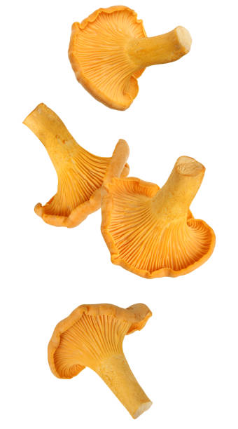 istock falling  chanterelle mushroom isolated on a white 1360393380