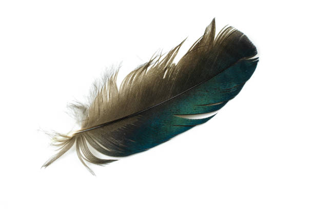 istock black and blue magpie feather on a white isolated background 1360393999