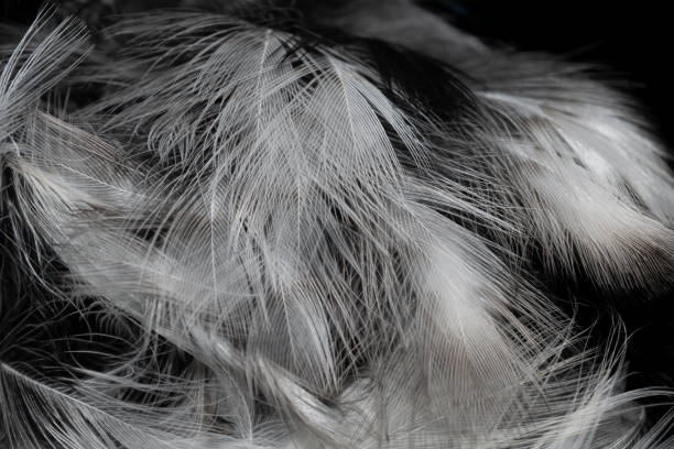istock black and white feathers with visible details. background or textura 1360394000