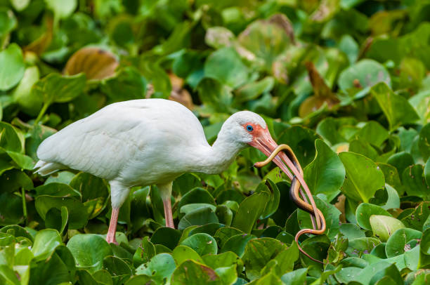 White Ibis and Striped Crayfish snake, Corkscrew Audubon reserve, Florida White Ibis and Striped Crayfish snake, Corkscrew Audubon reserve, Florida squamata stock pictures, royalty-free photos & images
