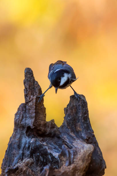 Coal Tit. Periparus ater.