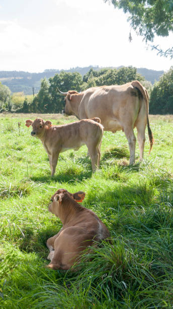 istock Cow family in a green field 1360395321