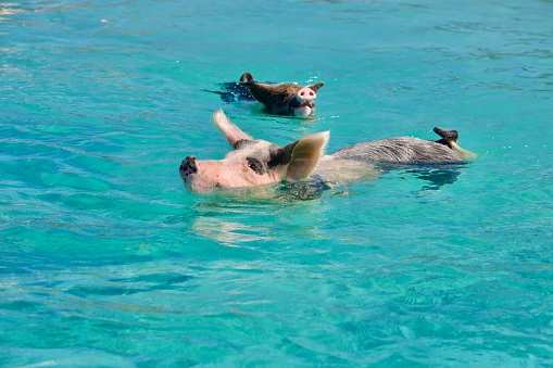 Swimming pigs in the sea, Big Major Cay(better known as Pig island or Pig beach), Greater Exuma, Bahamas.