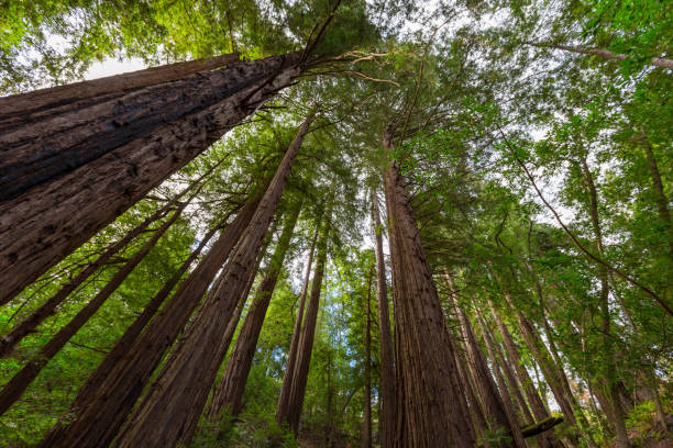California giant redwoods in Big Sur stock photo