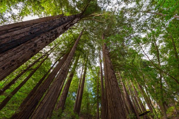 sequoias gigantes da califórnia em big sur - ancient tree usa california - fotografias e filmes do acervo