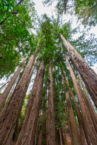istock California giant redwoods in Big Sur 1360399320