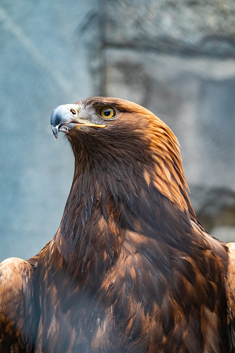 Portrait of Bird of prey Golden Eagle. The golden eagle, Aquila chrysaetos, is a bird of prey living in the Northern Hemisphere.