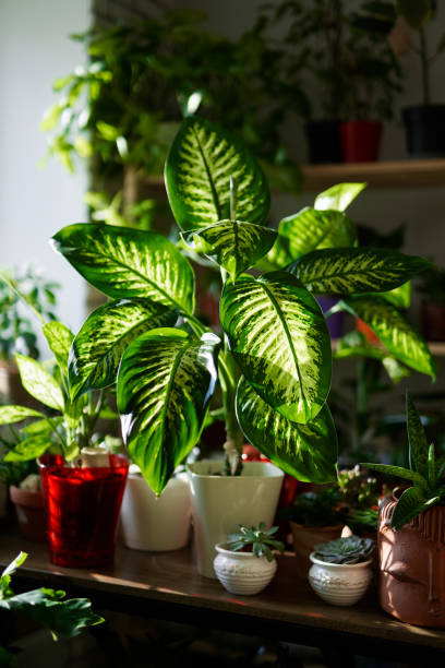istock Decorative plants in pots at sunny day, botany concept 1360400247