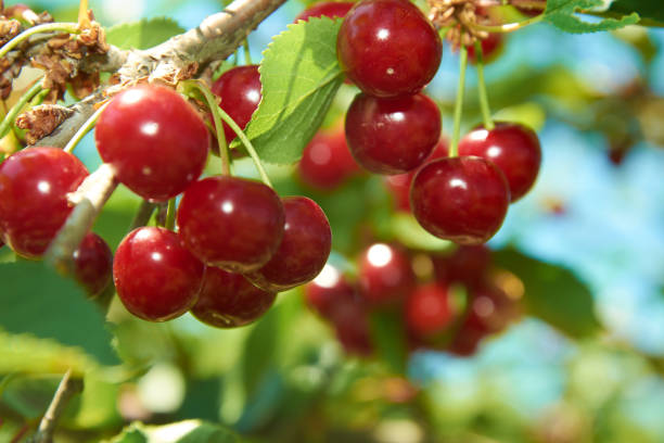 istock Many bright red cherries on the branch 1360400548
